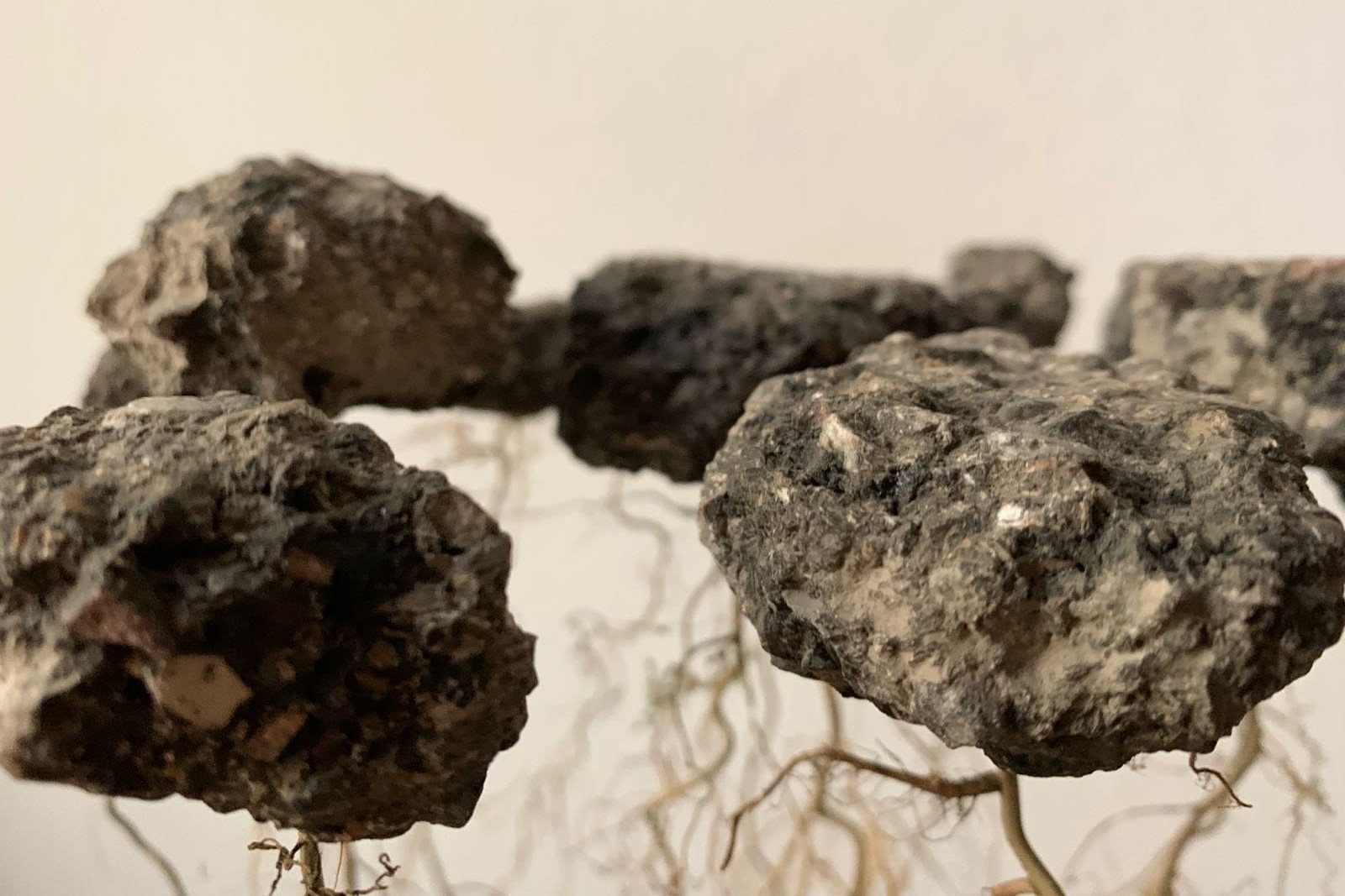 Foto di frammenti di terra da cui sbucano radici